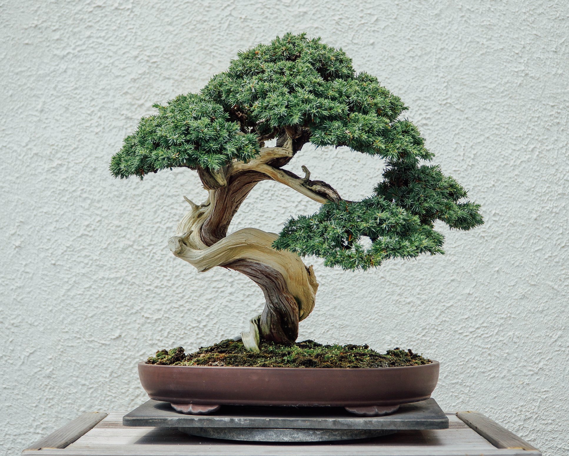 Ini Tujuh Jenis Bonsai Bernilai Fantastis!